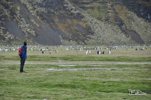 Explorando as planícies de Salisbury Plain, na Geórgia do Sul